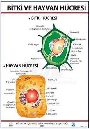 BİTKİ VE HAYVAN HÜCRESİ LEVHASI