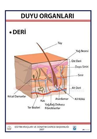 DUYU ORGANLARI LEVHASI DERİ