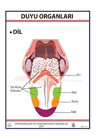 DUYU ORGANLARI LEVHASI DİL