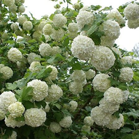 Tüplü Beyaz Çiçekli (Kokuklu ) Kartopu Viburnum Fidanı