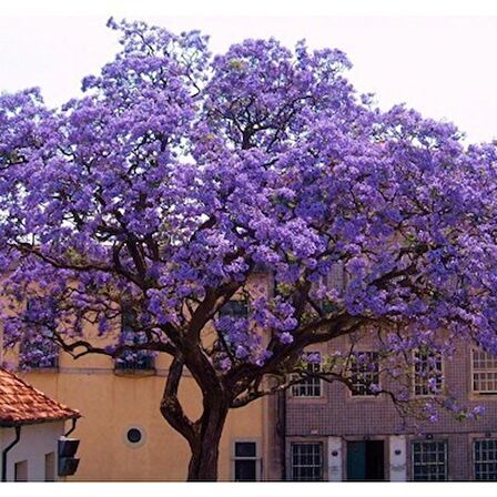 Dünya'nın En Hızlı Büyüyen Ağacı Paulownia Fidanı