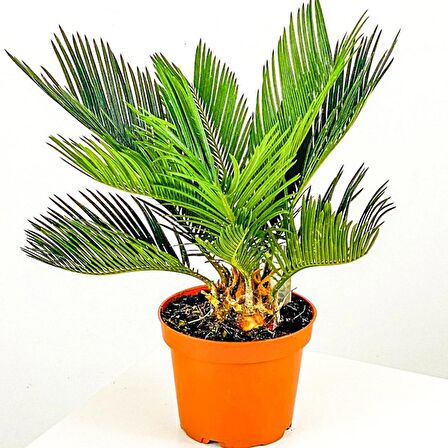 Saksıda Yalancı Sagu Palmiyesi (Sikas-Cycas) 2-4 Yaprak