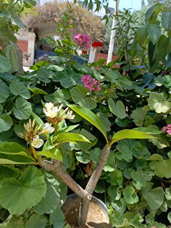 Saksılı amerikan fulu plumeria alba ağacı fidanı