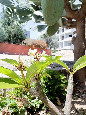 Saksılı amerikan fulu plumeria alba ağacı fidanı