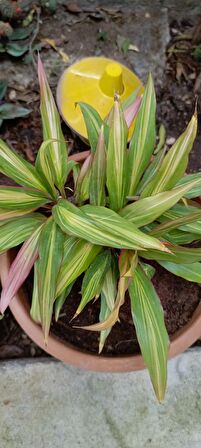 Cordyline Fruticosa saksılı salon bitkisi