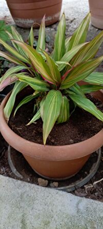 Cordyline Fruticosa saksılı salon bitkisi