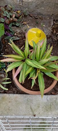 Cordyline Fruticosa saksılı salon bitkisi