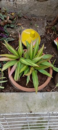 Cordyline Fruticosa saksılı salon bitkisi