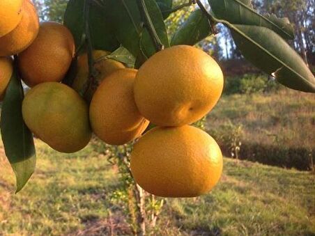 Tüplü Fidan Okitsu Mandalina Fidanı