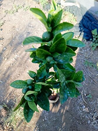 Tüplü Aşılı Satsuma Mandalina fidanı
