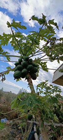 Meyve verme yaşında tüplü papaya fidanı boy 150/200 cm
