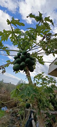 Meyve verme yaşında tüplü papaya fidanı boy 150/200 cm