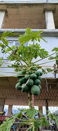 Meyve verme yaşında tüplü papaya fidanı boy 150/200 cm