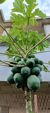Meyve verme yaşında tüplü papaya fidanı boy 150/200 cm