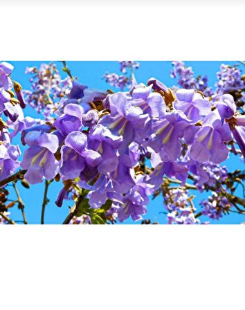 Tüplü dünyanın en hızlı büyüyen agacı paulownia pavlonya fidanı