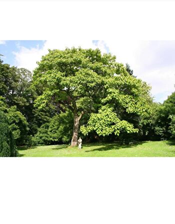 Tüplü dünyanın en hızlı büyüyen agacı paulownia pavlonya fidanı