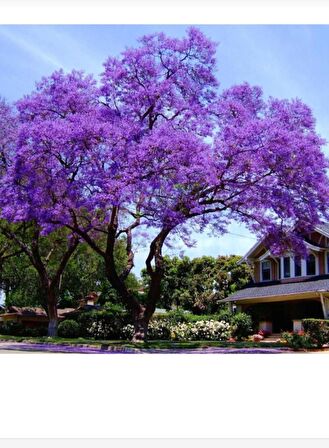 Tüplü dünyanın en hızlı büyüyen agacı paulownia pavlonya fidanı