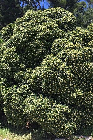 YILDIZ CALISI(Pittosporum 20-25 cm )