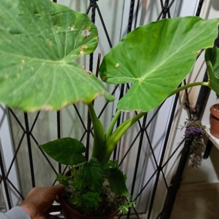 Anthurium alacasia fil kulağı ( 40/60 cm)