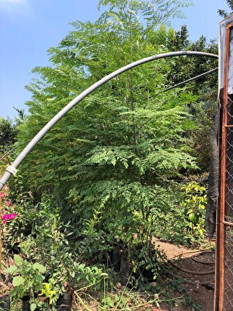 Tüplü Şifalı Moringa Ağacı Fidanı(BOY  150 İLA 2 M)