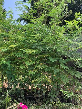 Tüplü Şifalı Moringa Ağacı Fidanı(BOY  150 İLA 2 M)