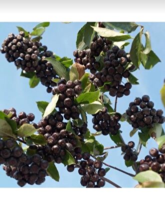 Tüplü soguklara dayanıklı aronya aronia Rus bery fidanı