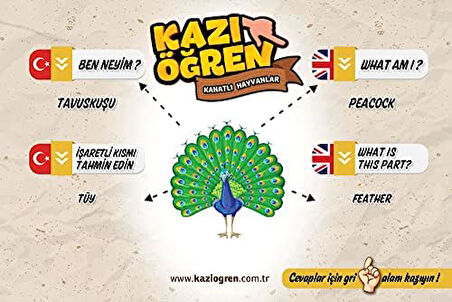 Öğren Deniz Hayvanları Ve Kanatlı Hayvanlar İngilizce Türkçe Eğitim Kartları Egzersizleri