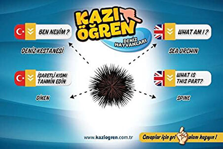 Öğren Deniz Hayvanları Ve Kanatlı Hayvanlar İngilizce Türkçe Eğitim Kartları Egzersizleri