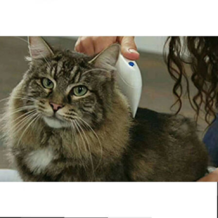 Kedi Köpek Pire Temizleyici Pire Tarağı Flea Doctor