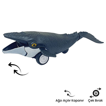 Sürtmeli Hayvanlar 2'li - Yunus Balığı Ve Balina