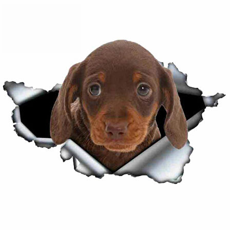 Dachshund Yırtık Deseni araba Sticker Model3