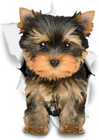 Kahverengi Yorkie araba Sticker Oto Sticker Etiket 18CM