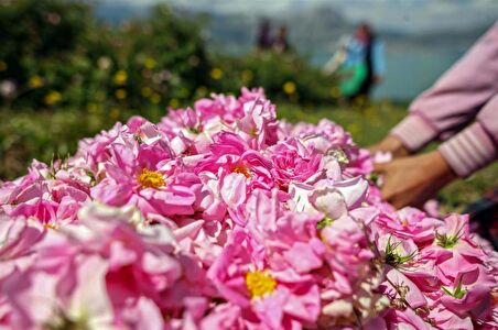 Geleneksel Kokulu Reçellik Pembe Isparta Yağ Gülü Fidanı 15-25 Cm 