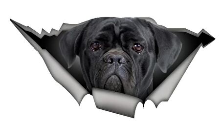 Cane Corso Araba Sticker Yapıştırması 20 Cm Arka Cam kırılma Efekti