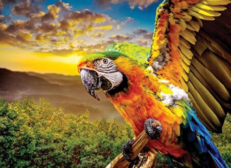 Nova Puzzle Macav Amerikan Papağanı 12+ Yaş Küçük Boy Puzzle 1000 Parça