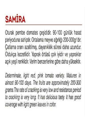 Ata Tohumu Yerli Pembe Köy Domatesi 1000 Adet Tohum