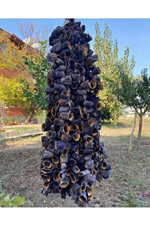 Kuru Patlıcan 1 Bağ(45-50ad)