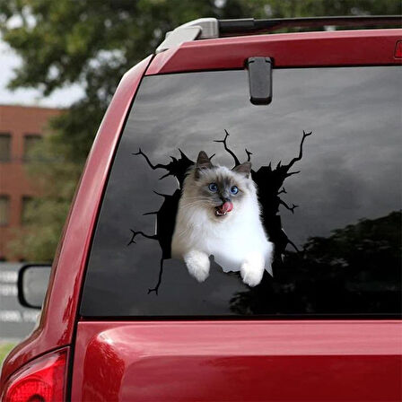 Siyam Kedisi  Sticker Yapıştırma 17cm Renkli