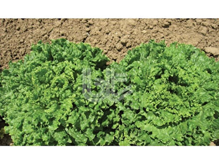 BT İvanka Kıvırcık Marul Tohumu 10 Gr