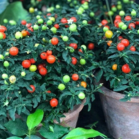 Saksıya Uygun Fat Tomato Pepper Biber Tohumu (5 Tohum)