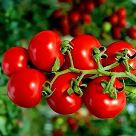 Sırık Çeri Pinpon Domates Tohumu (40 Tohum)
