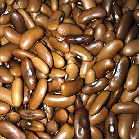 Geleneksel Magnum Oturak Fasulye Tohumu (10 Tohum)