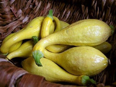 Erkenci Crookneck Yazlık Kabak Tohumu (10 Tohum)