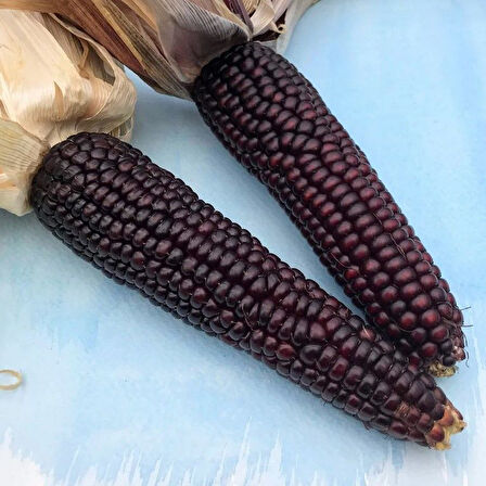 Doğal Japonica Striped Mısır Tohumu (10 Tohum)