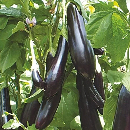 Doğal Uzun Leziz Yemesi Olan Aydın Siyahı Patlıcan Tohumu (70 Tohum)