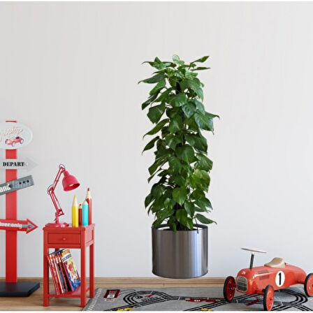 Saksılı Bitki Tasarımlı Yapışkanlı Sticker Resim 90*30 Cm 