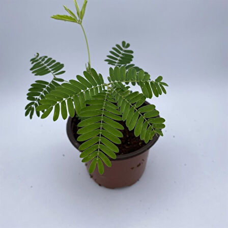 MimosaPudica Küstüm Çiçeği Fidanı 3-13 Cm 