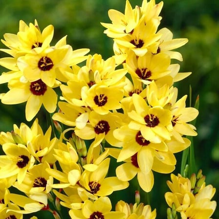 Mısır Zambağı Gelin Soğanı Çiçeği Yellow Emperor Ixia Çiçeği Soğanı (10 Adet)
