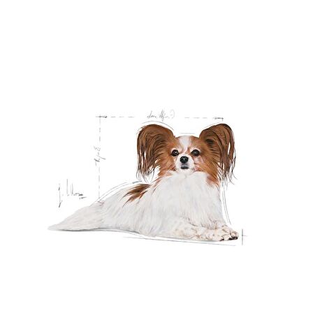 Royal Canin X-Small Ageing+12 Küçük Irk 1.5 kg Yaşlı Köpek Maması