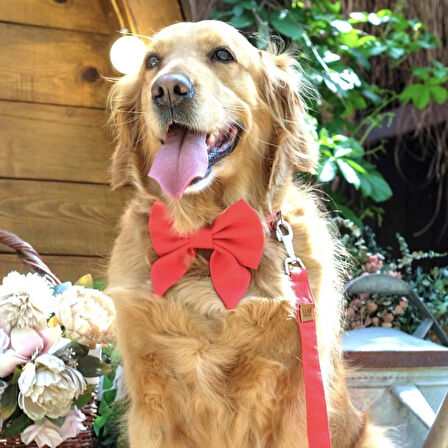  Dişi Papyonlu Köpek Boyun Tasması